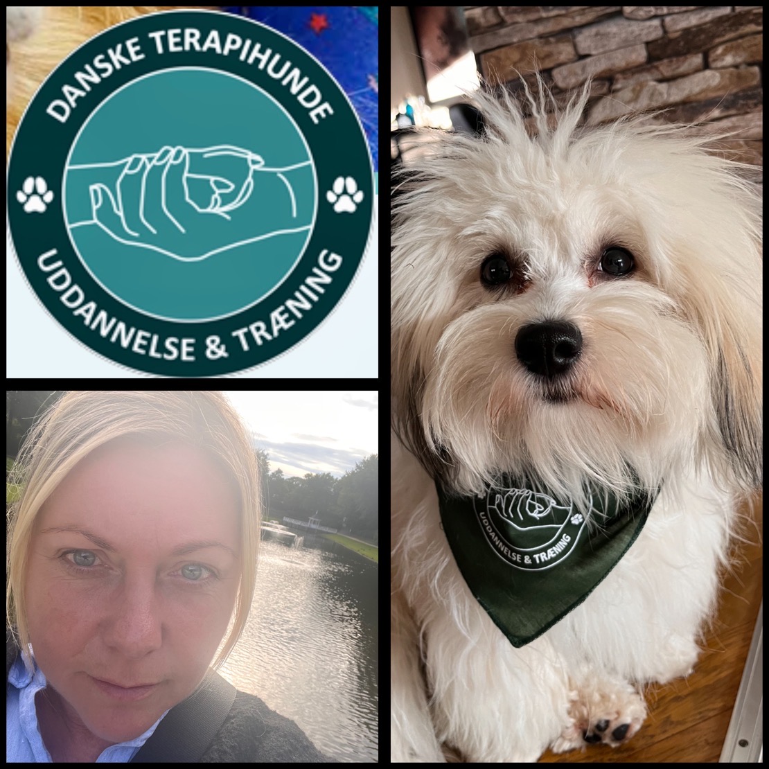 Terapihund uddannelse